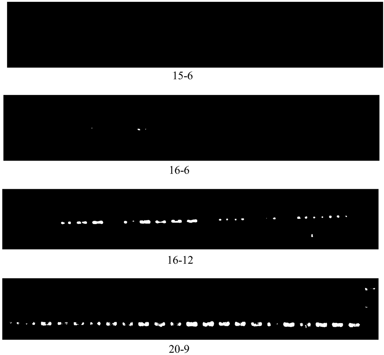 Rattus losea microsatellite DNA marker and amplification primer thereof and a detection method and application thereof