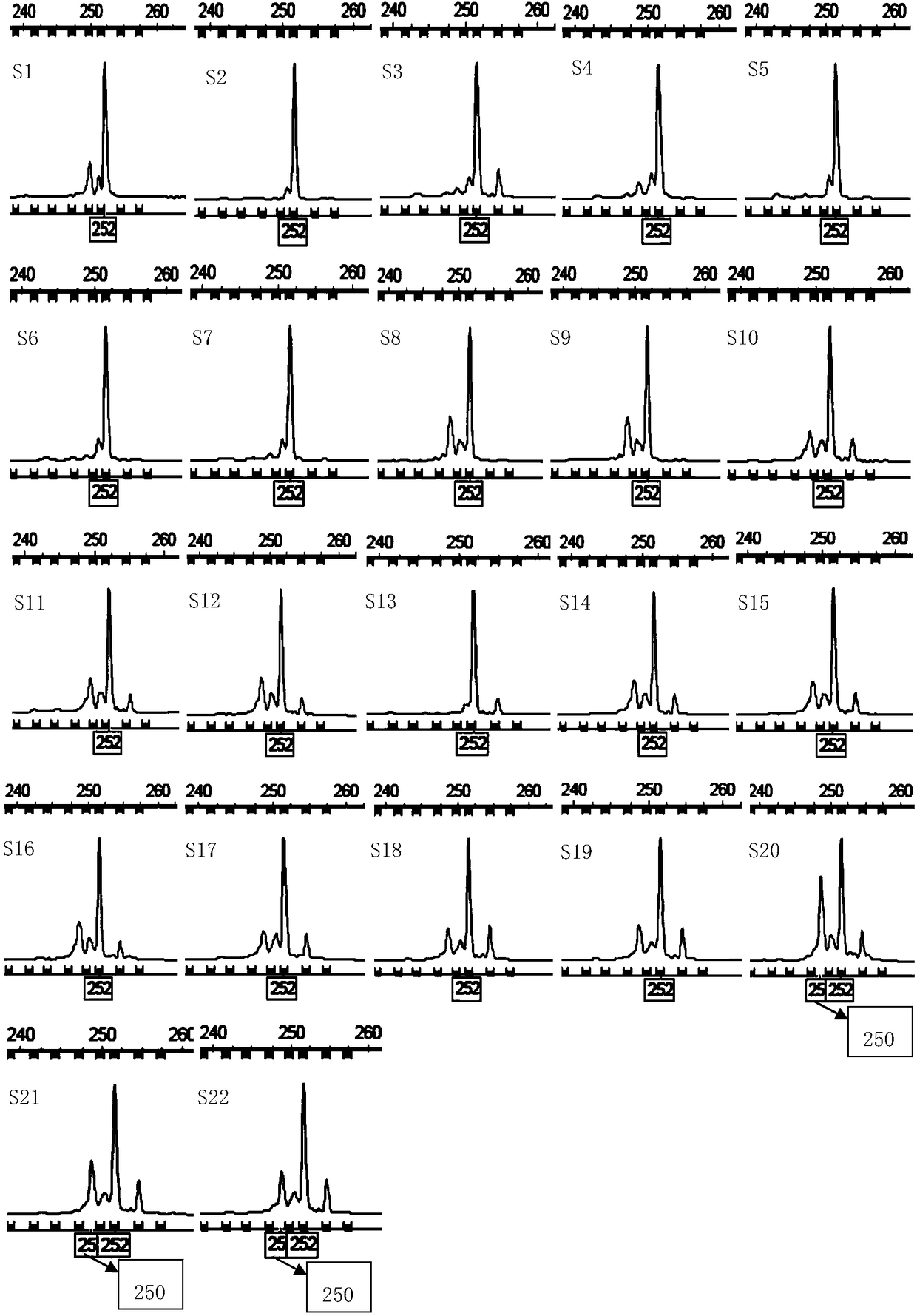 Rattus losea microsatellite DNA marker and amplification primer thereof and a detection method and application thereof