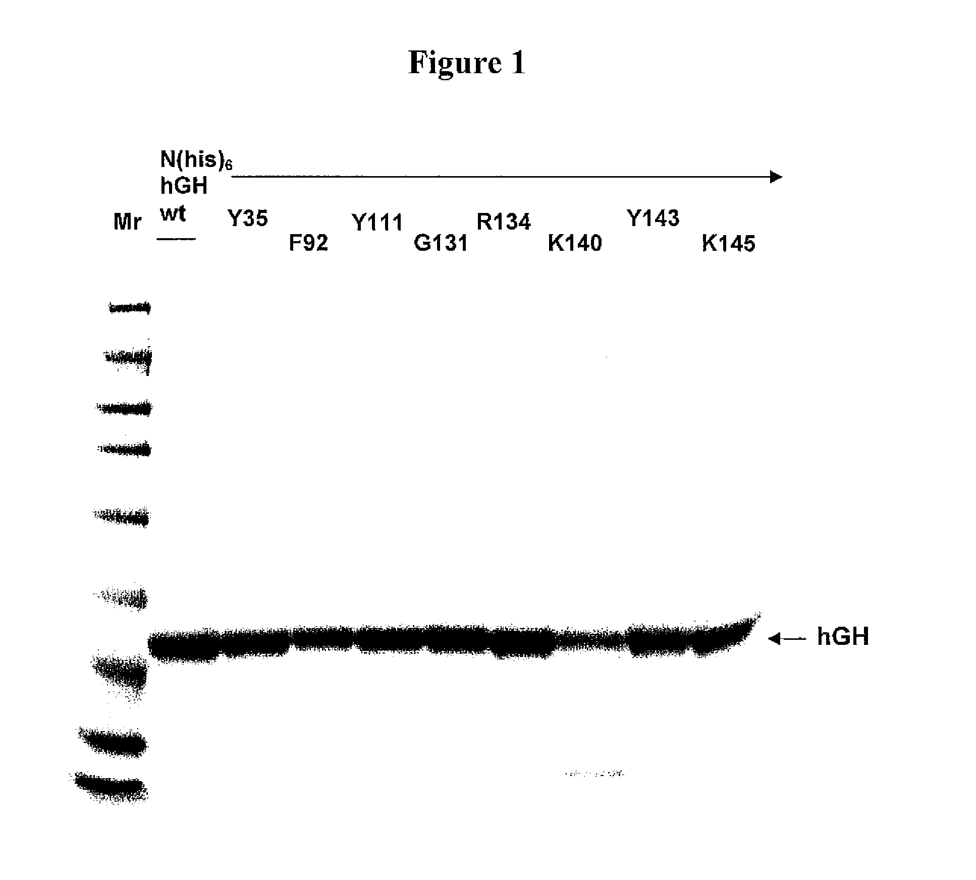 Modified porcine somatotropin polypeptides and their uses