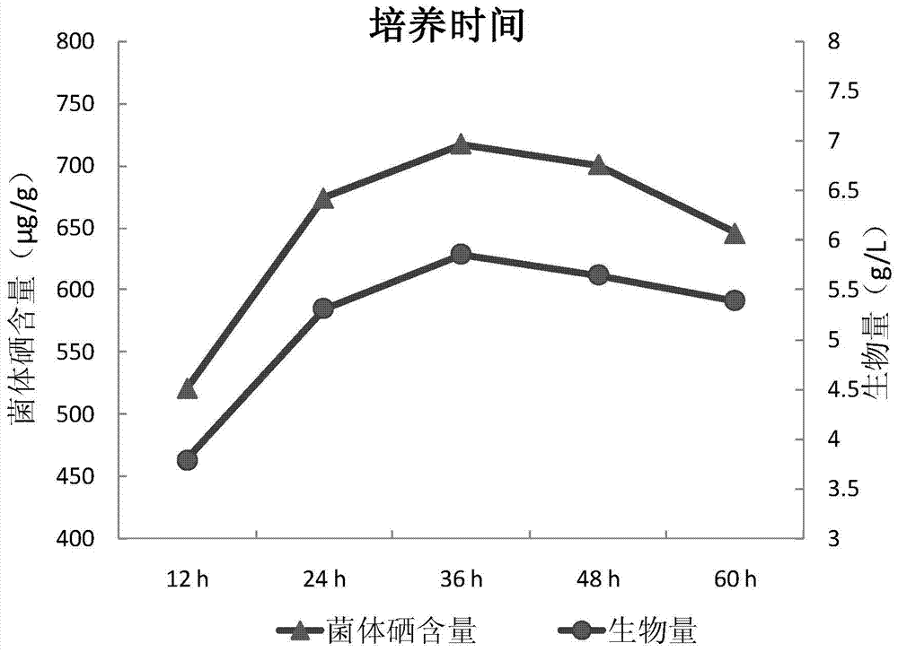 Saccharomyces longidosporum and its selenium-enriched culture method and application