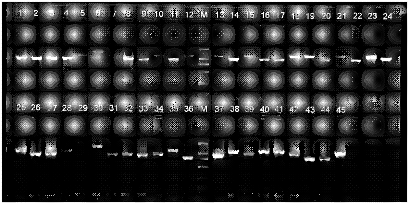 Marine fish mitochondrial genome control area amplification primer, as well as design and amplification methods