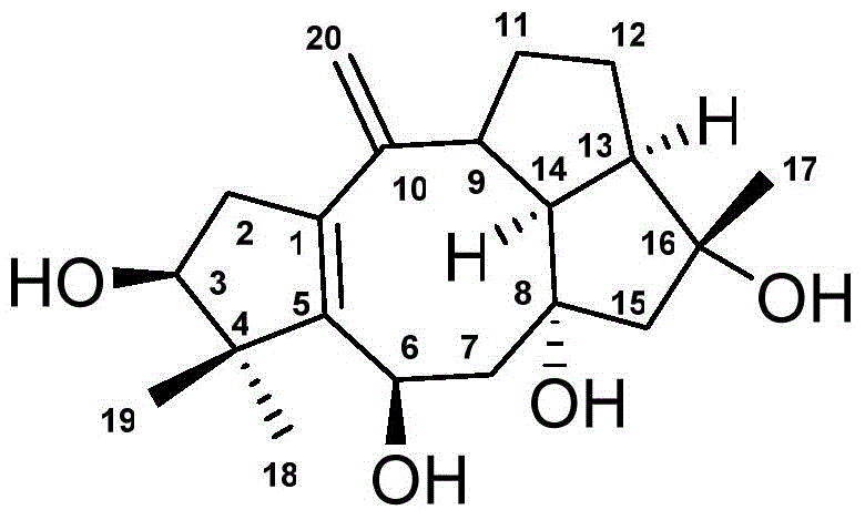 Anti-tumor drug of diterpenoid compound, and preparation method and application thereof