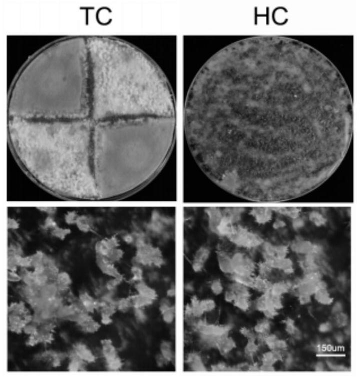 Hypha coating method for massively producing rice blast germ sexual generations