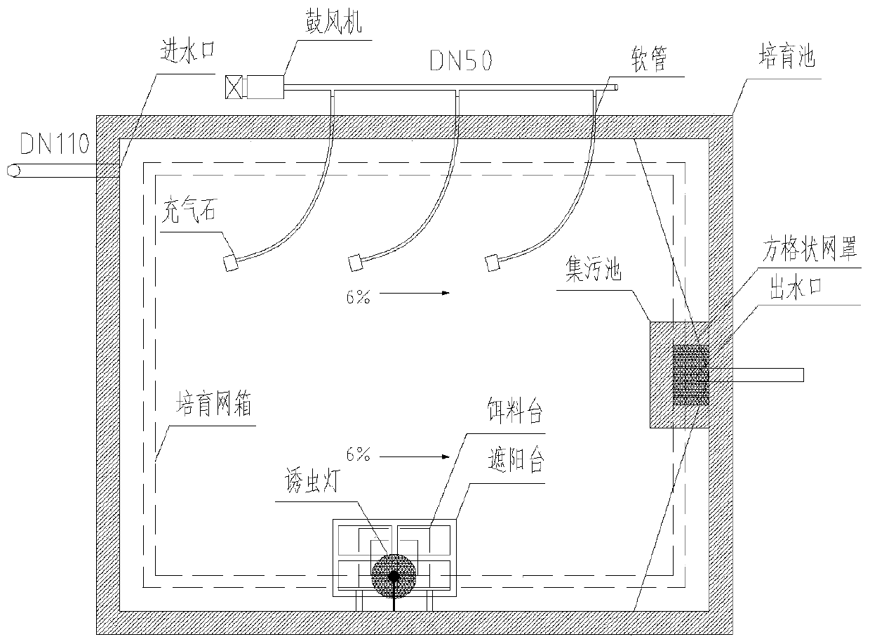 Mastacembelus armatus fry cultivation device and mastacembelus armatus fry cultivation method