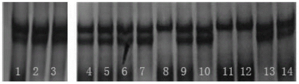 Method for identifying imprinted gene Rasgrf1 of domestic pig