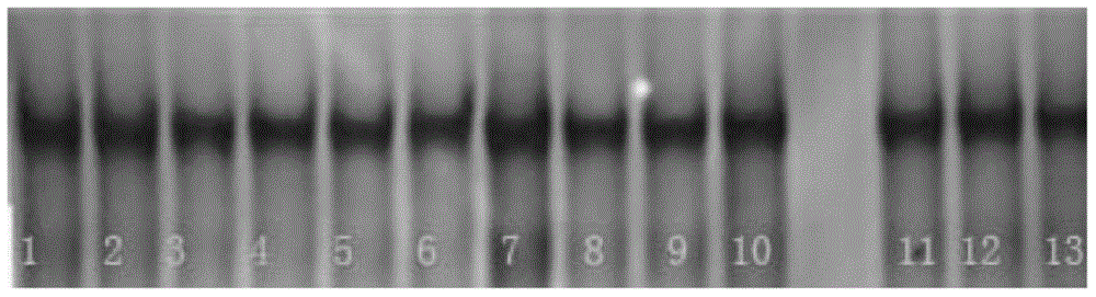 Method for identifying imprinted gene Rasgrf1 of domestic pig