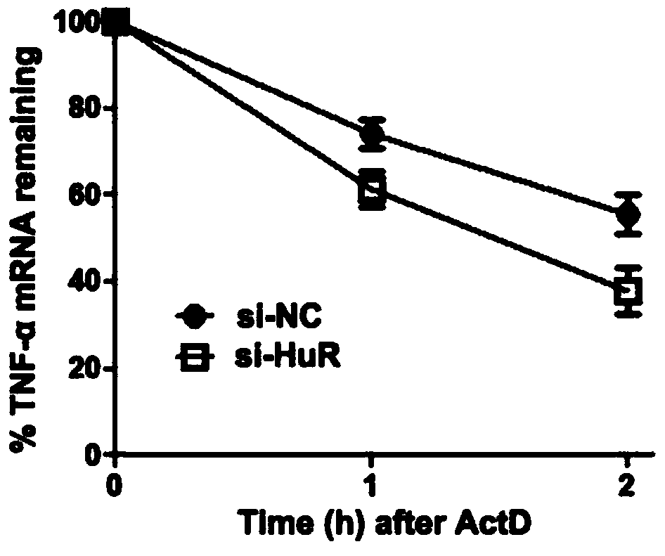 Small nucleic acid drug for treating acute lung injury caused by sepsis