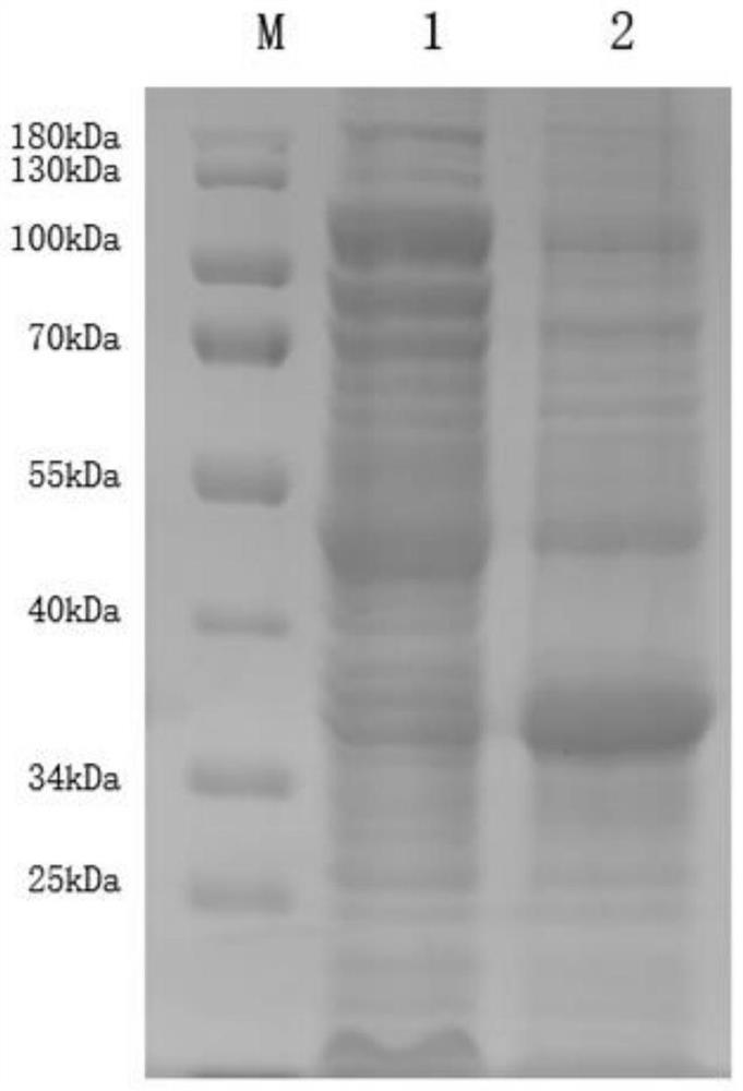 Method for efficiently expressing avian leukosis P27 protein and application thereof