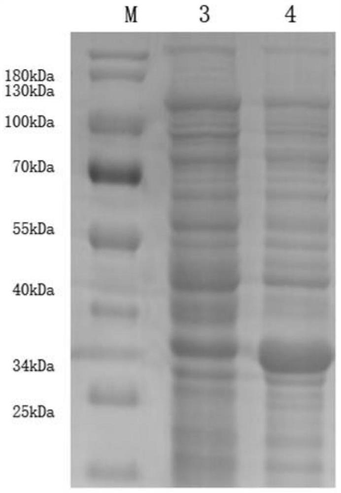 Method for efficiently expressing avian leukosis P27 protein and application thereof