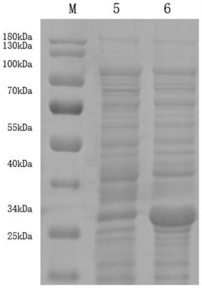 Method for efficiently expressing avian leukosis P27 protein and application thereof