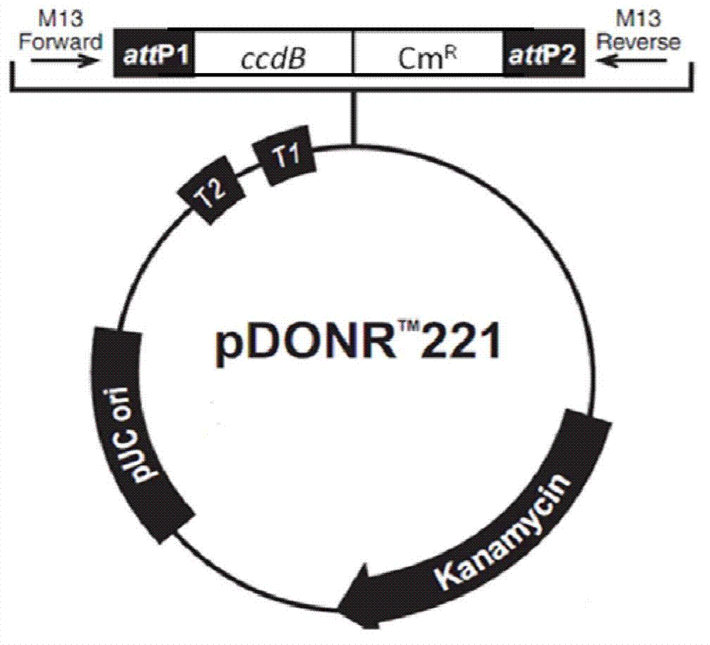 Improved adenovirus vector system, preparation and application of its virus particle