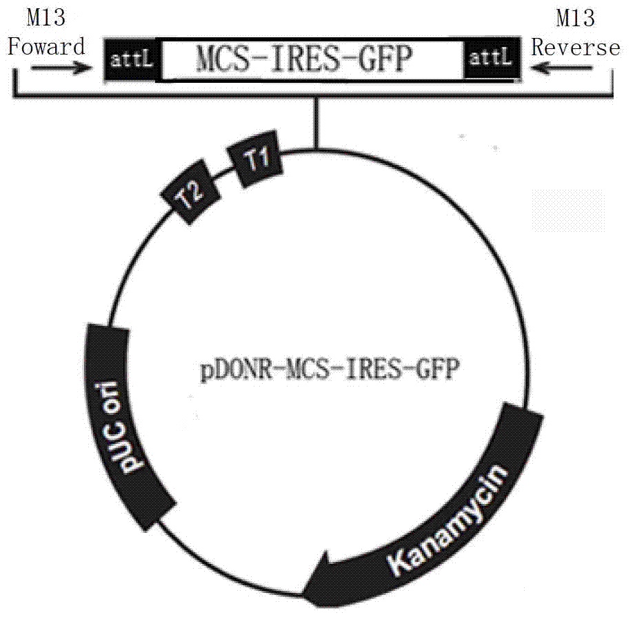 Improved adenovirus vector system, preparation and application of its virus particle