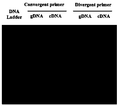 Early CRC (Colorectal Cancer) diagnostic marker circ4953 and application thereof