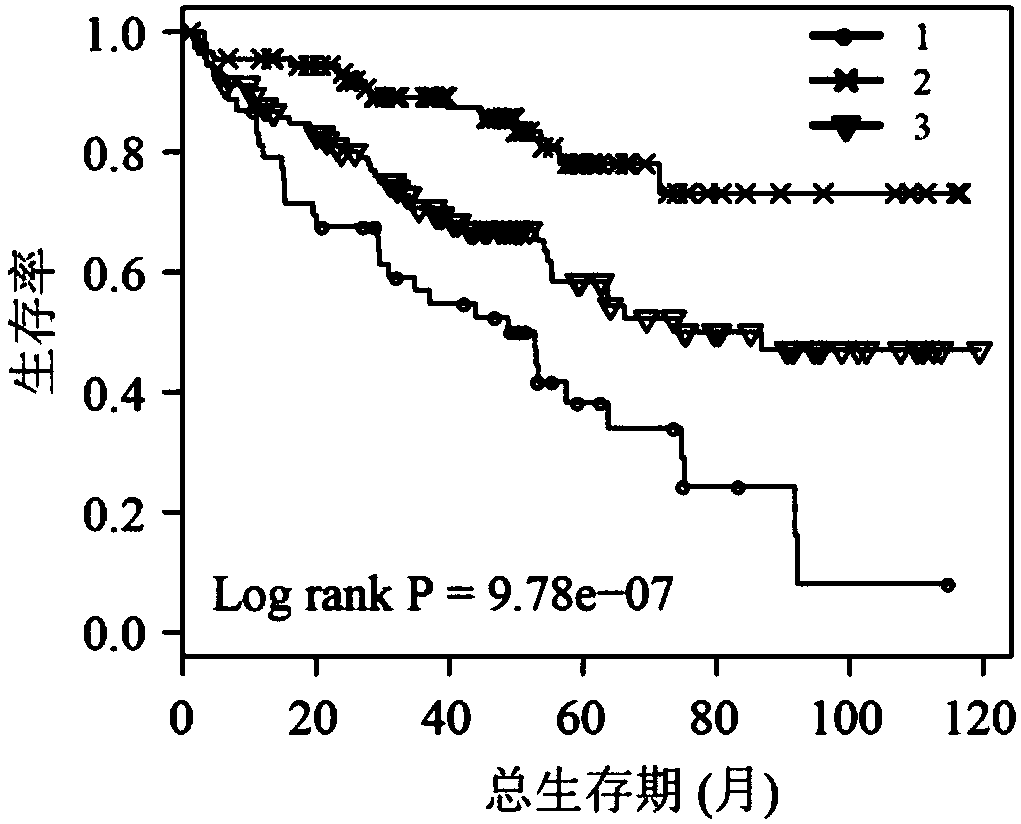 Application of novel molecular marker to preparation of kit for diagnosis and prognosis of renal clear cell carcinoma