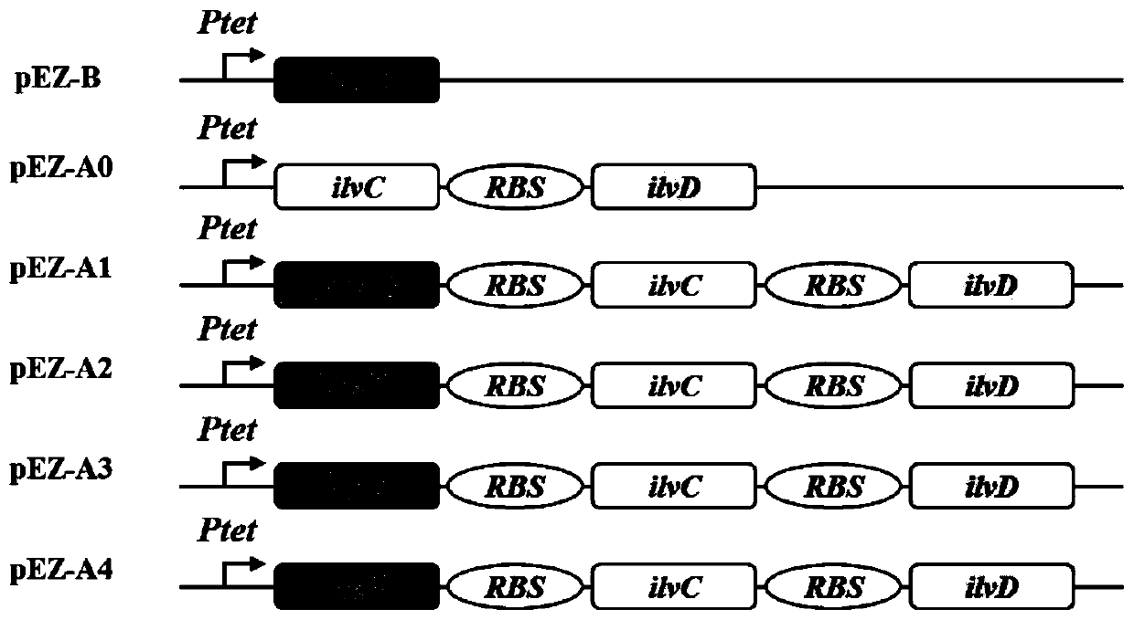 Zymomonas mobilis recombination strain producing isobutanol, construction method and application thereof