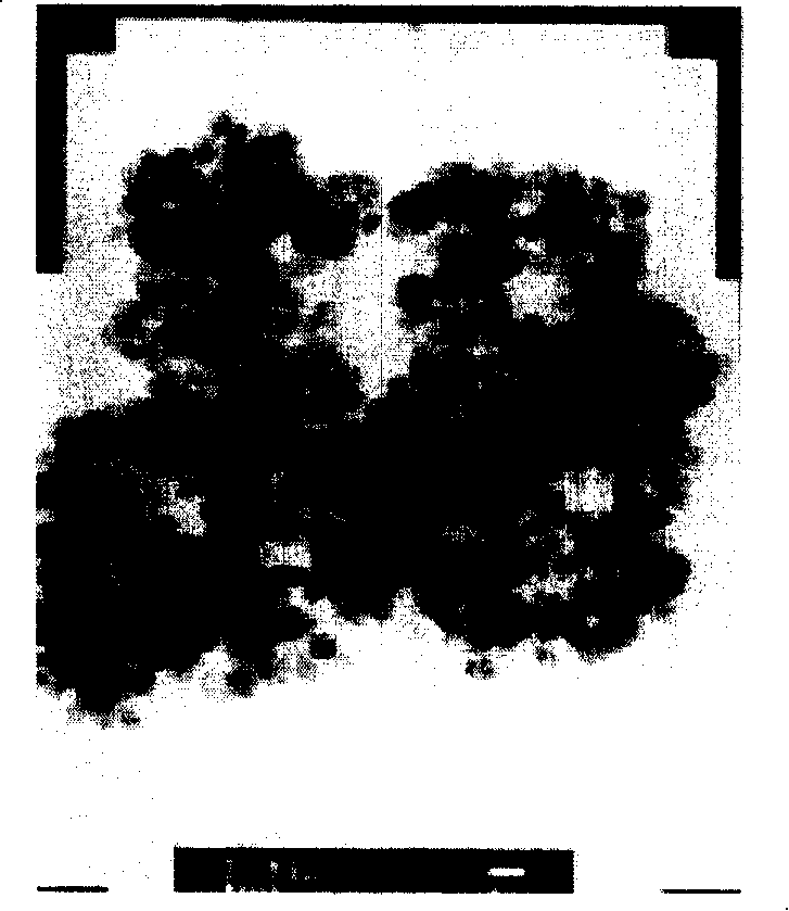 Magnetic nano particle enzyme immobilization as well as preparation method and uses thereof