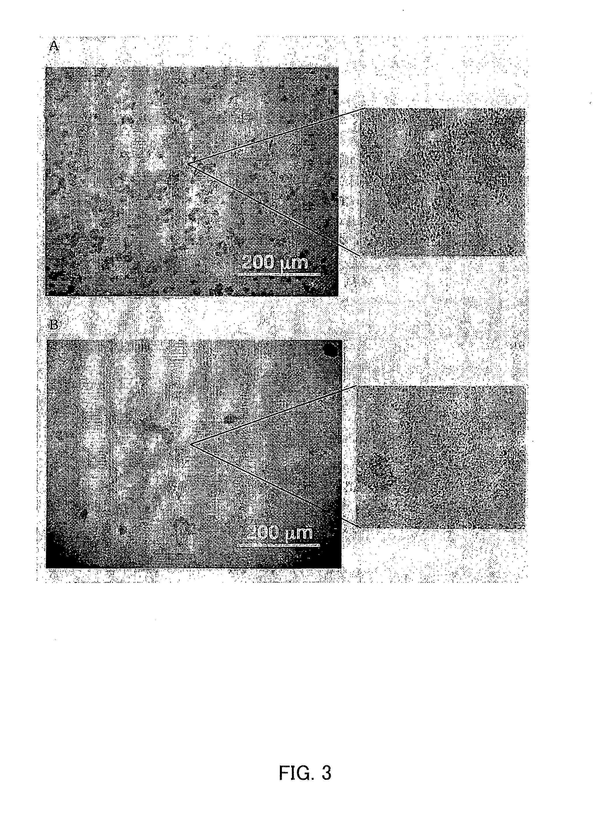 Seed having inoculated with bacterial bilfilm