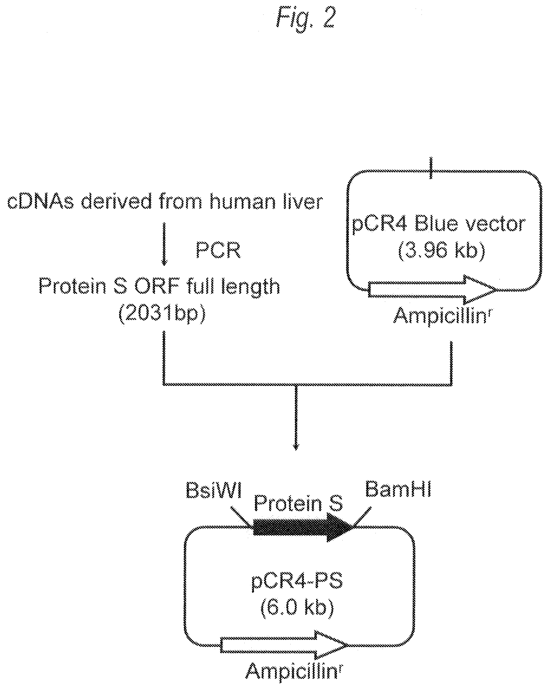 Recombinant protein s composition