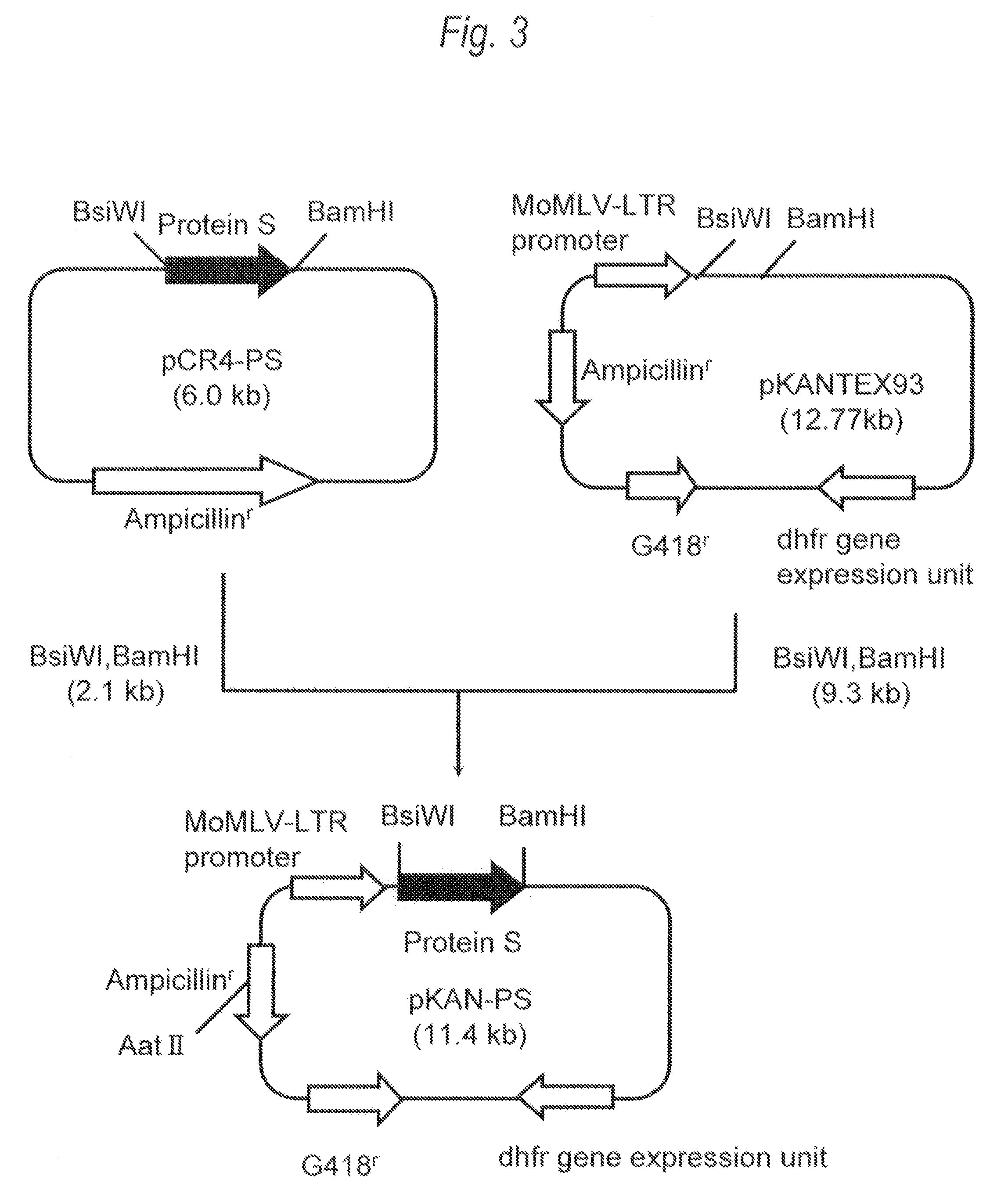 Recombinant protein s composition