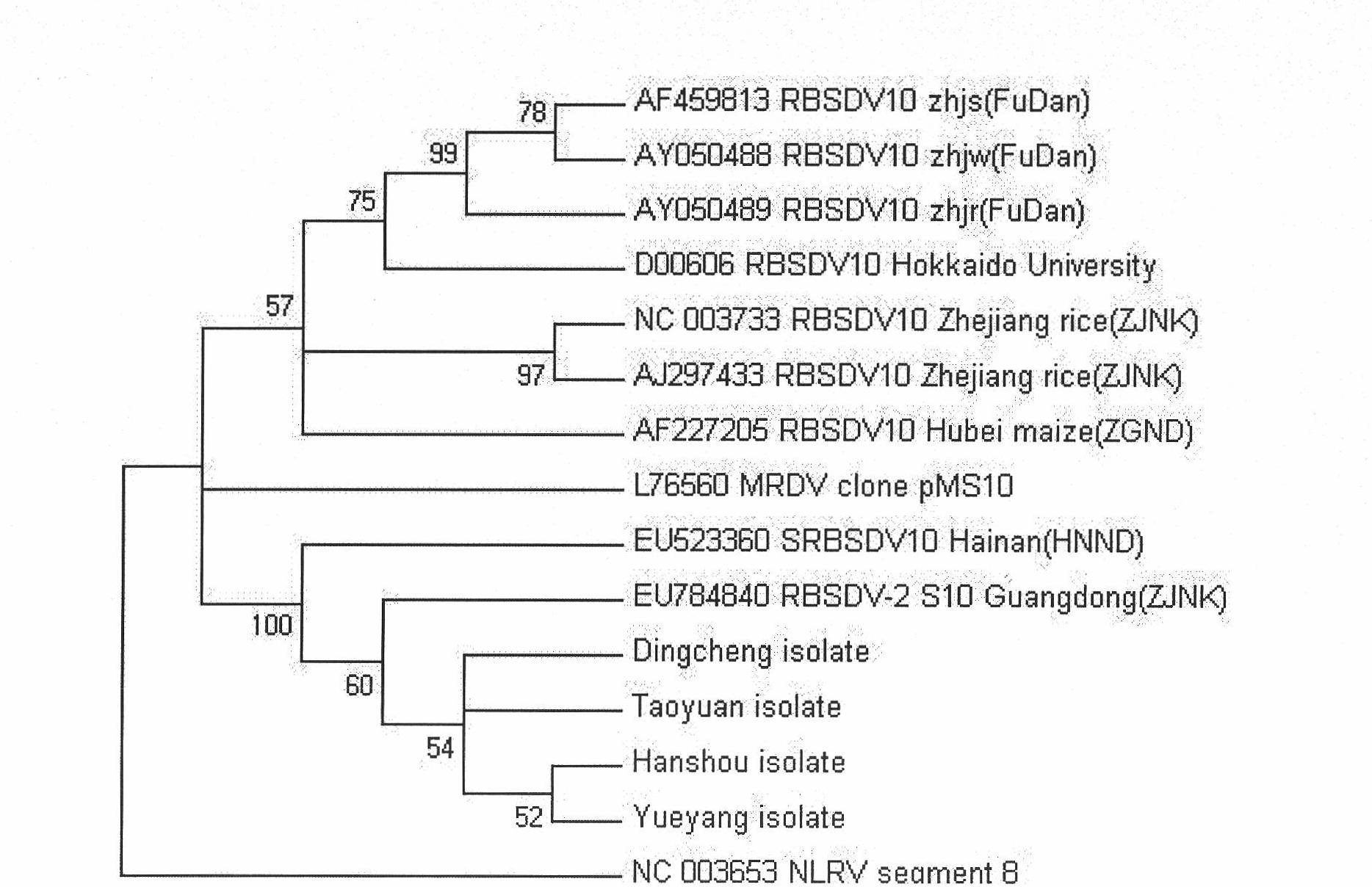 RT-PCR detection method of south rice black-streaked dwarf virus (SRBSDV)