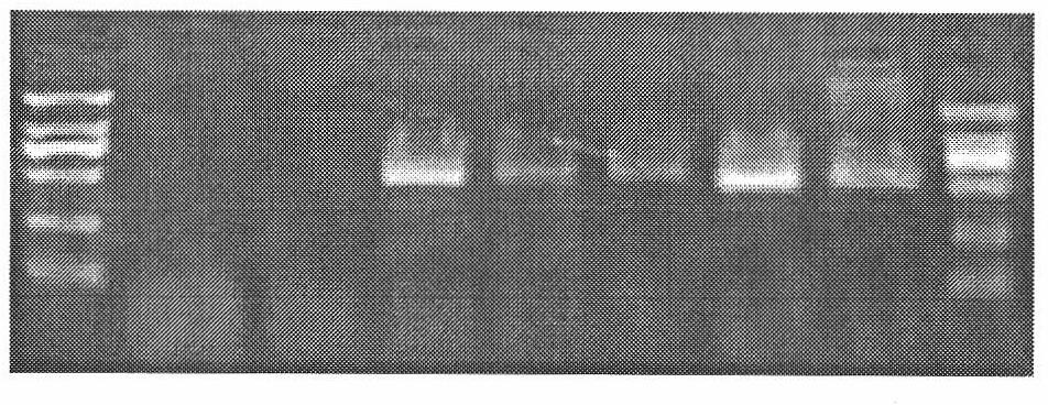 RT-PCR detection method of south rice black-streaked dwarf virus (SRBSDV)