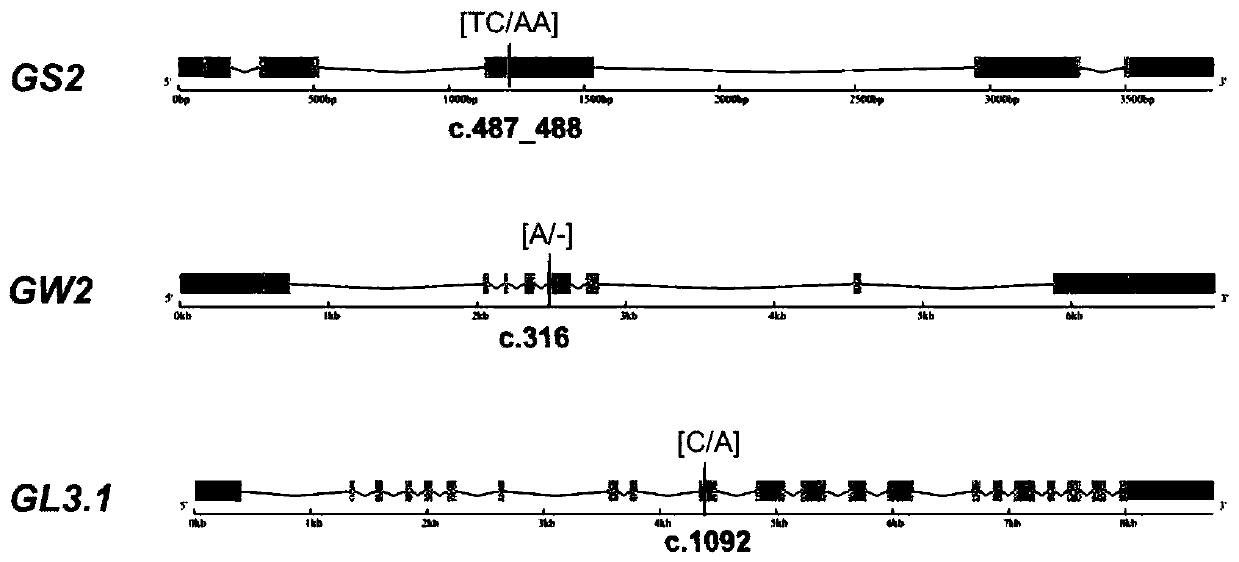 Rice large-grain gene function marker and application