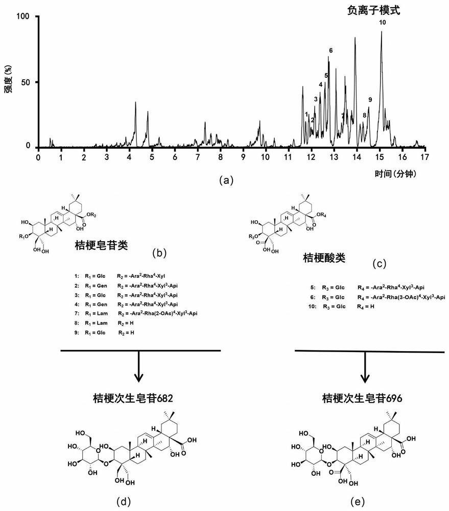 A preparation method of Platycodon grandiflora secondary saponins capable of improving cell membrane permeability