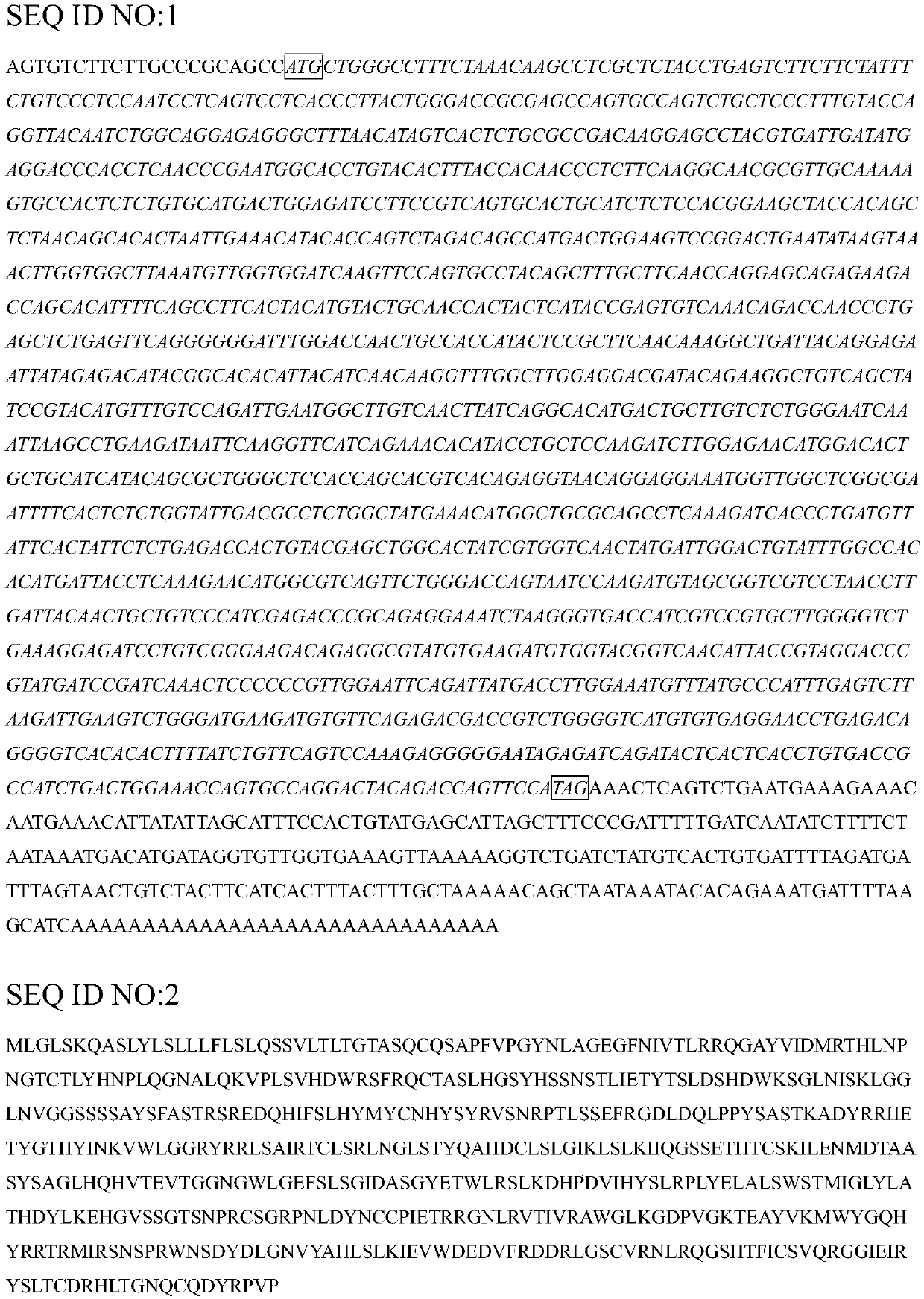 Cynoglossus semilaevis bacterial disease resistance related gene and application method thereof