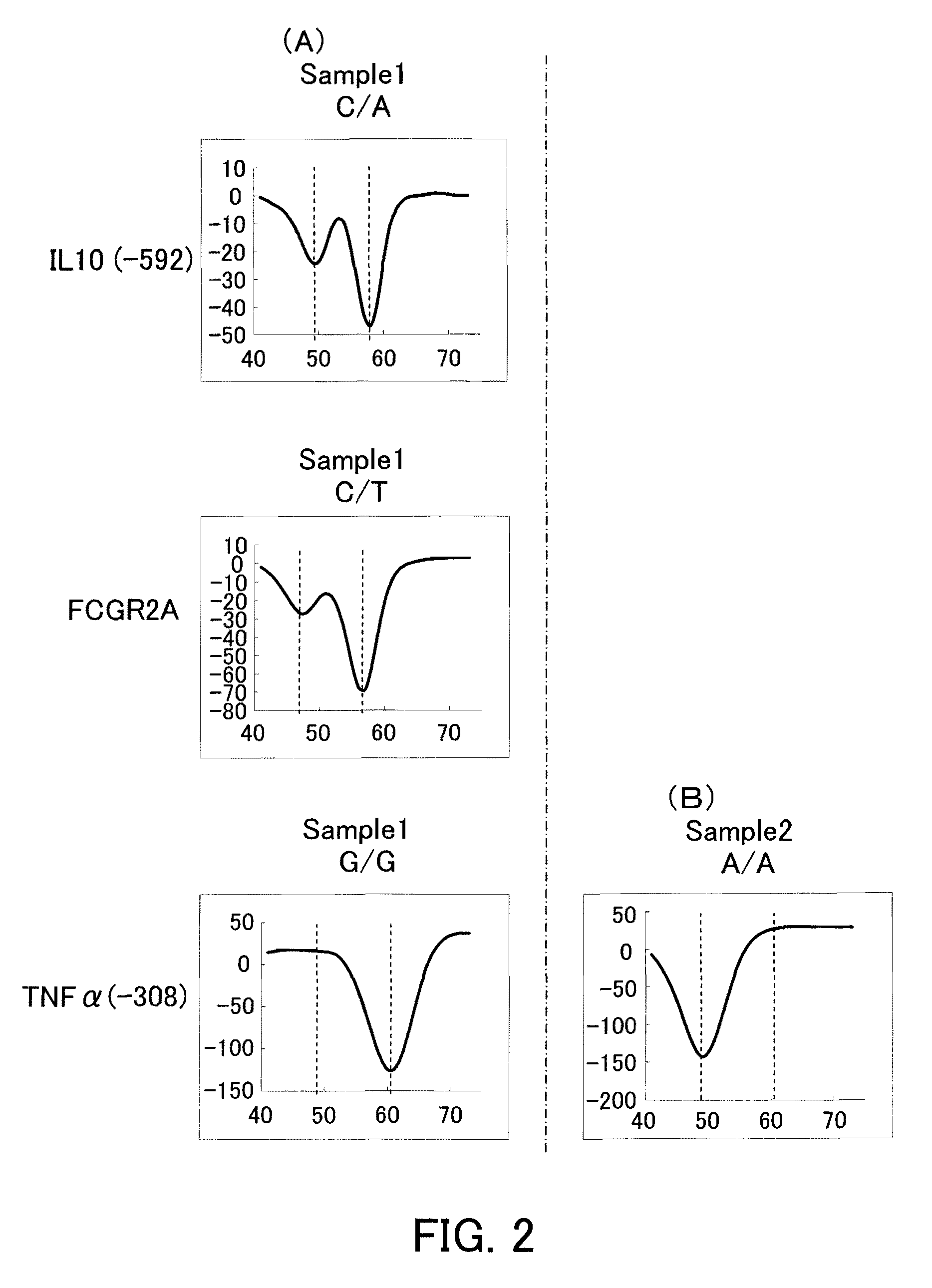 Probes for detecting immune-related gene polymorphisms and applications of the same