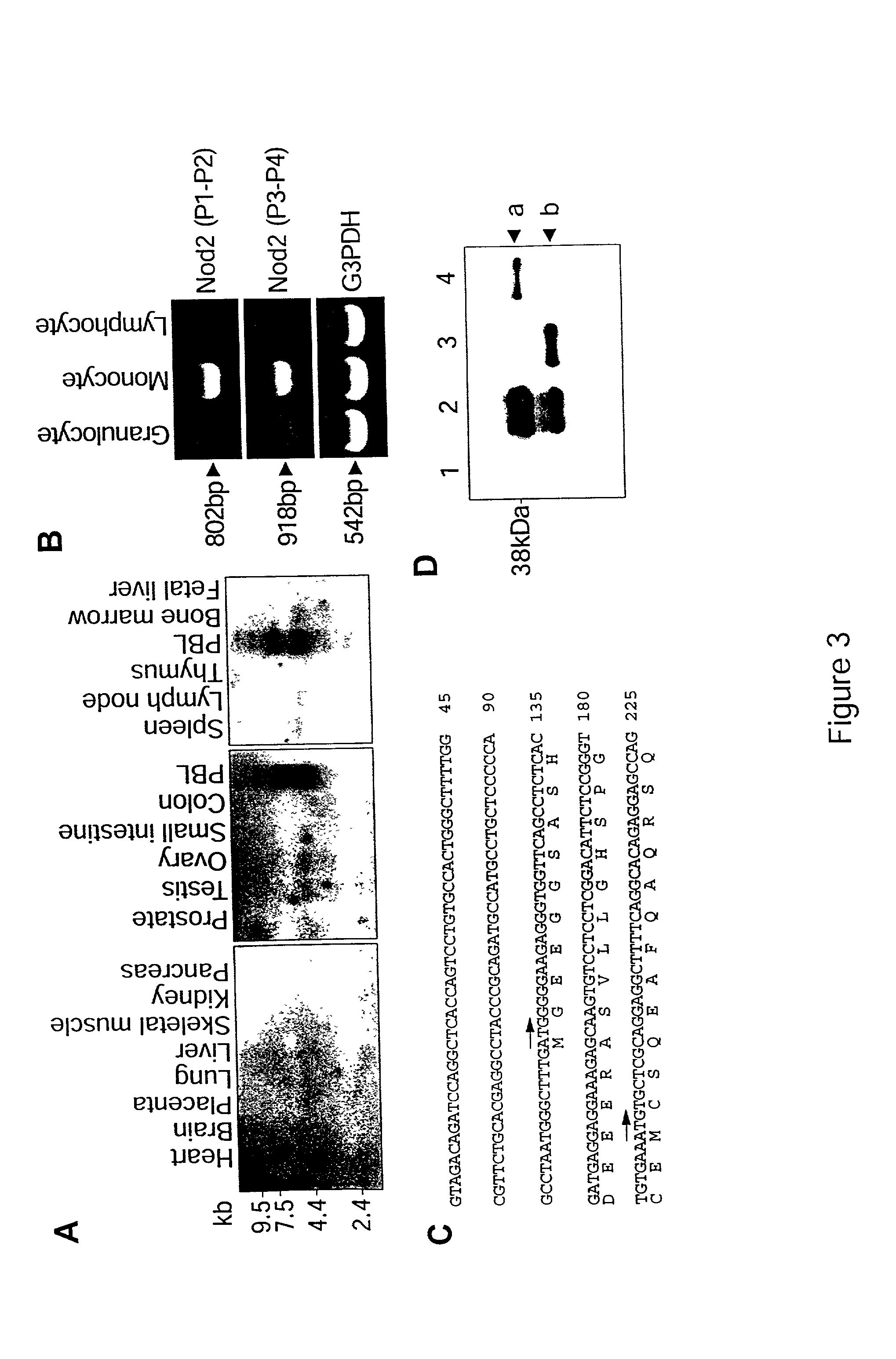 Nod2 nucleic acids and proteins