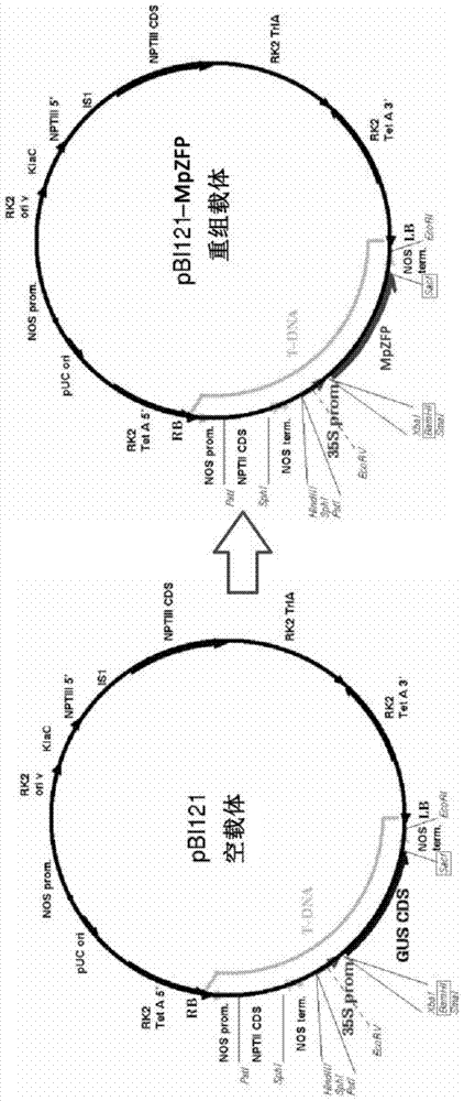 Pongamia pinnata stress tolerance relative gene MpZFP as well as coded protein and application thereof