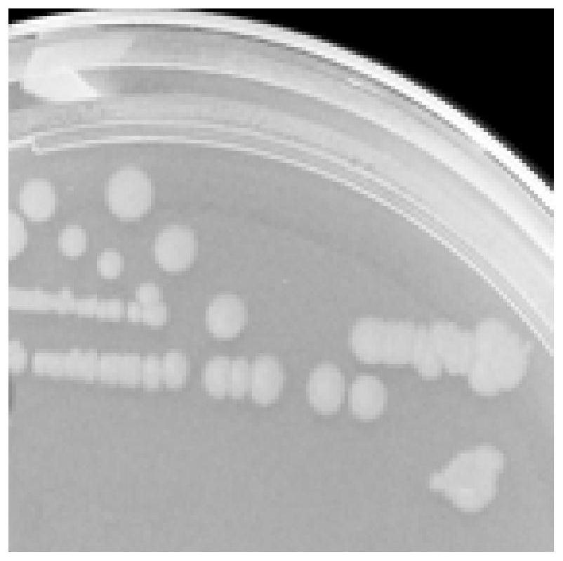 Microbacterium bn-88, microbial agent and its application in degrading petroleum hydrocarbons