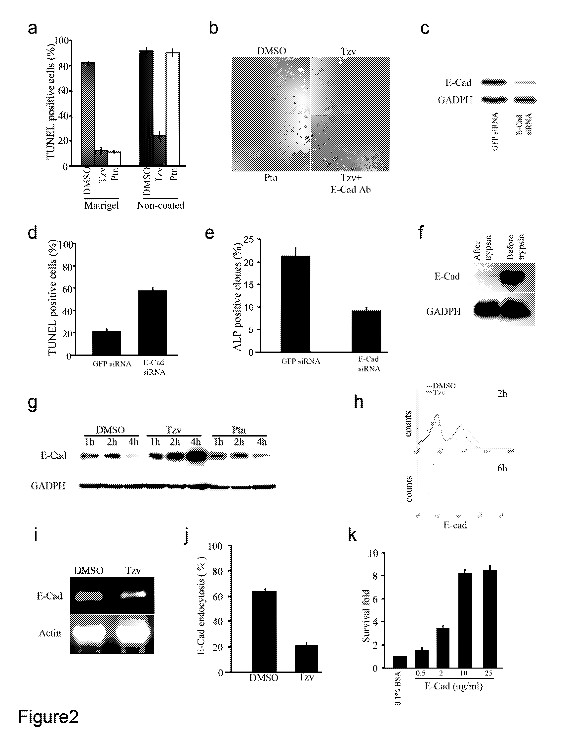 Stem cell cultures