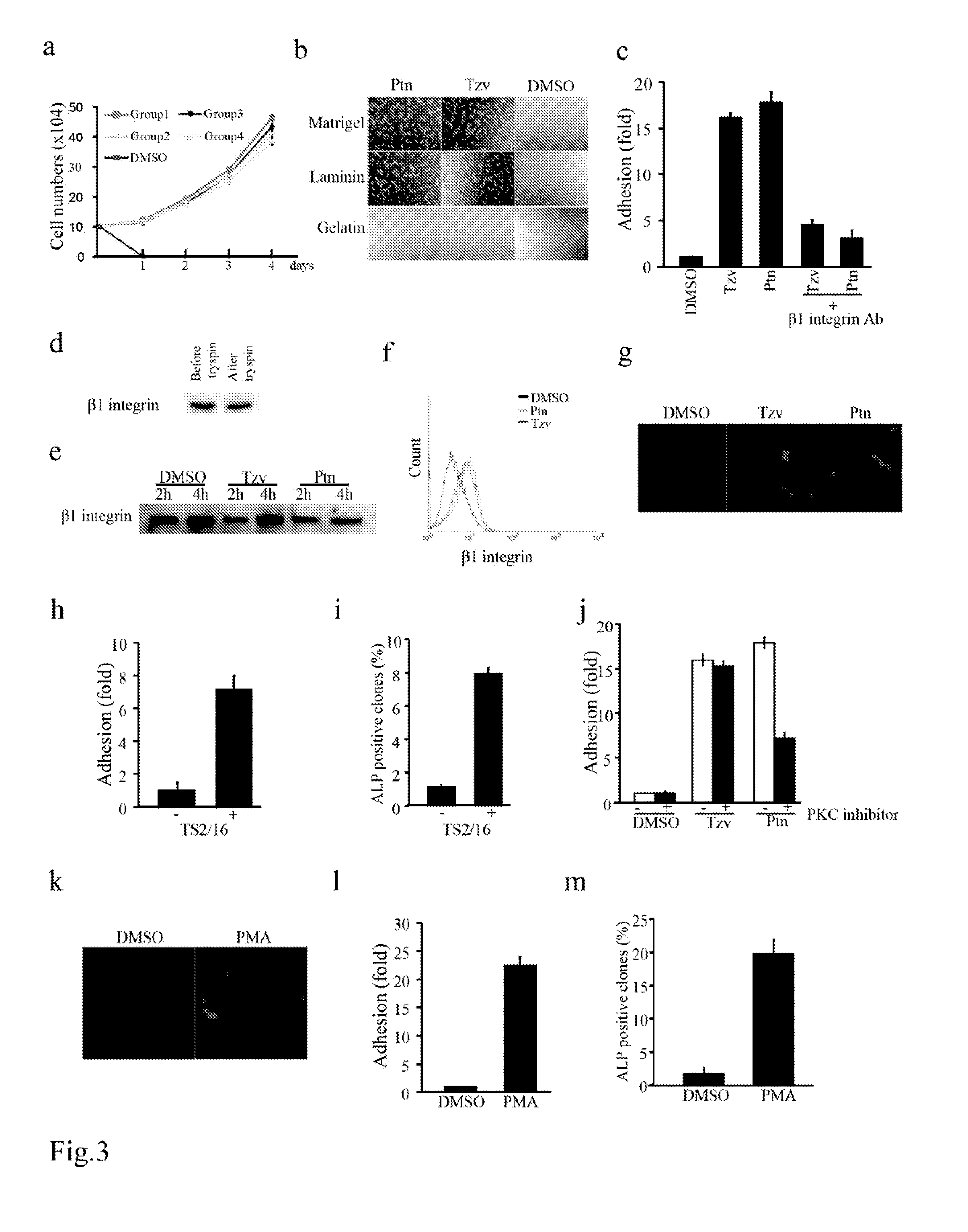 Stem cell cultures