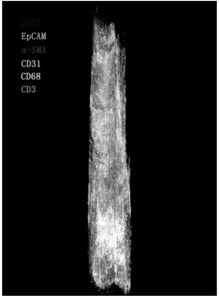 Tissue and organ three-dimensional imaging and analysis method based on continuous slicing, multicolor fluorescence and three-dimensional reconstruction