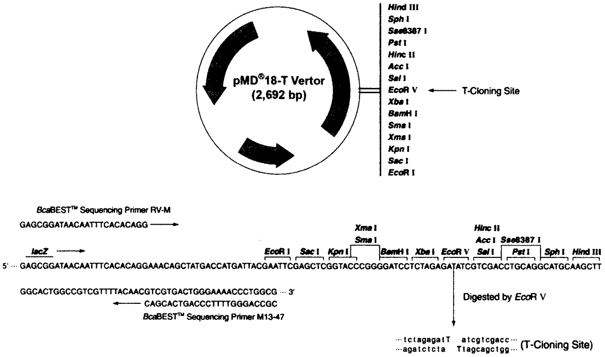 Primer for detecting inflammatory cytokines in rats with rheumatoid arthritis and method thereof