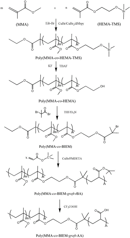 A gradient molecular brush polymer with metal cation adsorption capacity and preparation method thereof