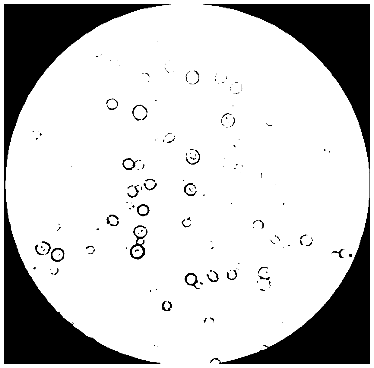 Preparation and regeneration method for hirsutella sinensis protoplast