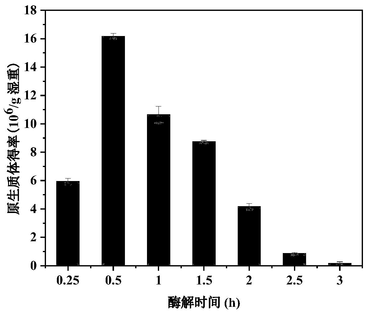 Preparation and regeneration method for hirsutella sinensis protoplast