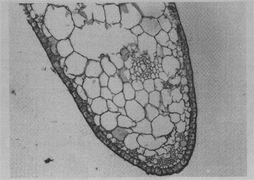 Manufacturing method of paraffin sections of zostera marina embryo