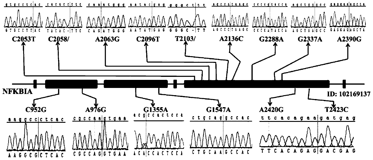 Molecular marker related with cashmere fineness trait and detection primer and application of molecular marker related with cashmere fineness trait