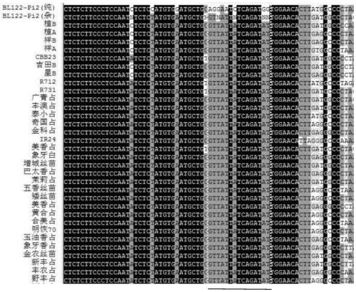 A functional molecular marker of rice blast resistance gene pi2 and its application