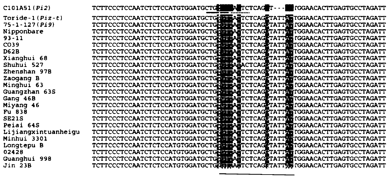 A functional molecular marker of rice blast resistance gene pi2 and its application