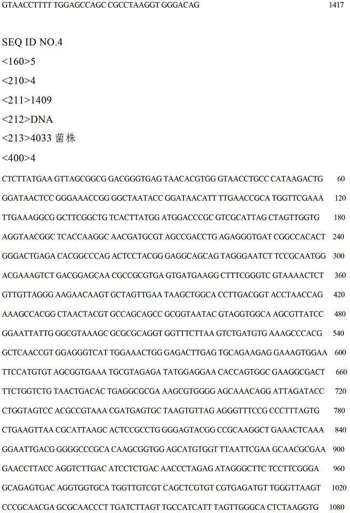 Solid microbial bacterium agent for petroleum degradation and preparation method thereof