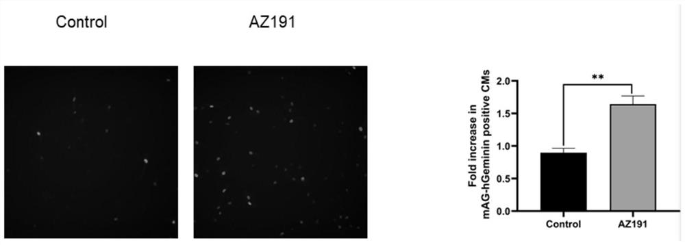 New application of AZ191 in medicines