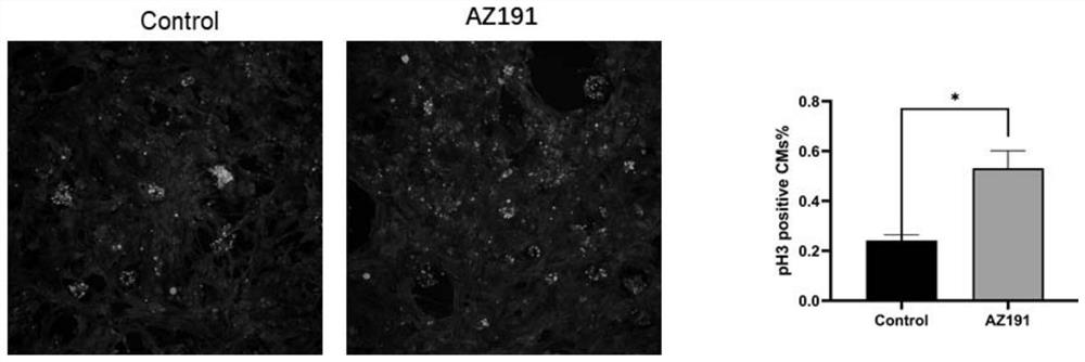 New application of AZ191 in medicines