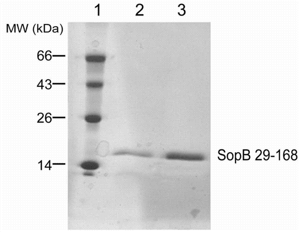 Preparation method for polyclonal antibody to salmonella effect protein SopB