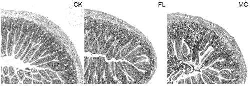 Application of 2'-fucosyllactose to regulation of host intestinal flora and enhancement of intestinal barriers