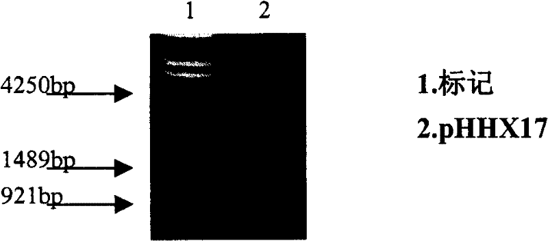 Construction of HER2/neu mRNA in vitro transcription vector and use thereof