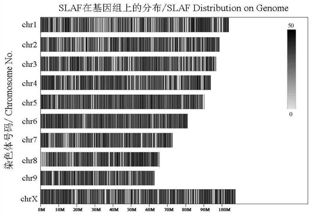 Rapid positioning method for industrial hemp trait related genes